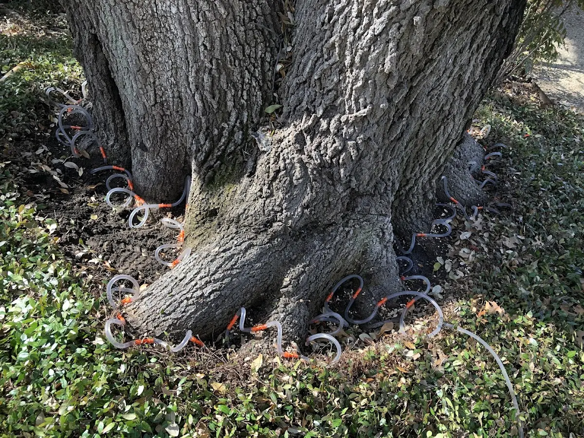 Detailed Tree Cabling and Bracing job site in Theodore